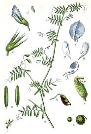 Attēlu rezultāti vaicājumam “Vicia hirsuta leaf”