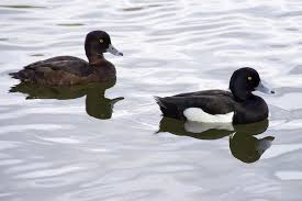 Image result for Aythya fuligula