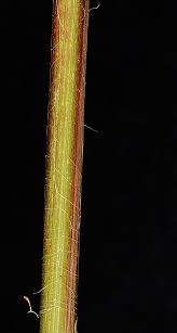 Attēlu rezultāti vaicājumam “Carex lasiocarpa male flower”