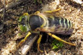 Attēlu rezultāti vaicājumam “Bembix rostrata”