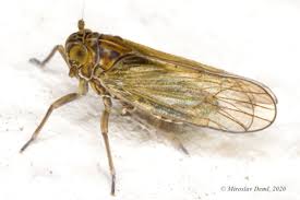 Attēlu rezultāti vaicājumam “Javesella pellucida”