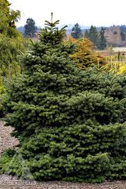 Attēlu rezultāti vaicājumam “Abies koreana”