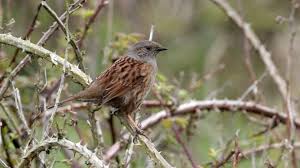 Attēlu rezultāti vaicājumam “Prunella modularis”