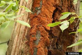 Attēlu rezultāti vaicājumam “Phellinus ferruginosus”