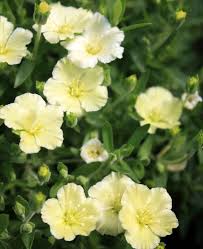 Attēlu rezultāti vaicājumam “Arenaria procera”