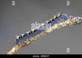 Attēlu rezultāti vaicājumam “Lasiocampa quercus larva”