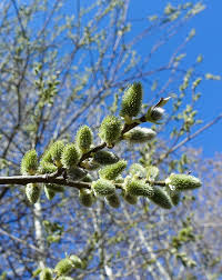 Attēlu rezultāti vaicājumam “Salix caprea male flower”