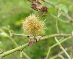 Attēlu rezultāti vaicājumam “Diplolepis rosae”
