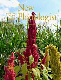 Attēlu rezultāti vaicājumam “Syntrichia ruralis var. ruralis”