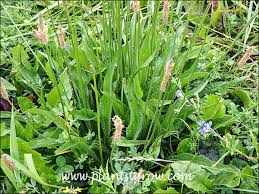 Attēlu rezultāti vaicājumam “Plantago lanceolata leaf”