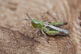 Attēlu rezultāti vaicājumam “Myrmeleotettix maculatus”