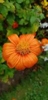 Image result for Tithonia rotundifolia