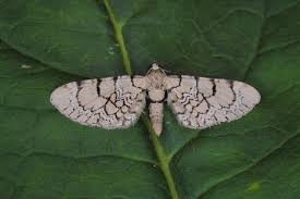 Attēlu rezultāti vaicājumam “Eupithecia venosata”