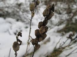 Attēlu rezultāti vaicājumam “Linaria vulgaris bud”