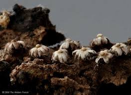 Attēlu rezultāti vaicājumam “Diderma rufostriatum”