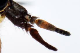 Attēlu rezultāti vaicājumam “Haematopota sp.”