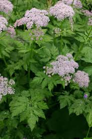 Attēlu rezultāti vaicājumam “Chaerophyllum aromaticum flower”