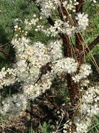 Attēlu rezultāti vaicājumam “Prunus (plum-tree) flower”