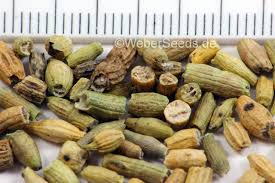 Attēlu rezultāti vaicājumam “Raphanus raphanistrum fruit”