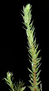 Attēlu rezultāti vaicājumam “Pohlia wahlenbergii”