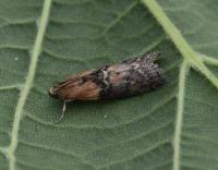 Attēlu rezultāti vaicājumam “Sciota adelphella”