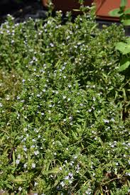 Image result for Satureja hortensis