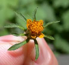 Attēlu rezultāti vaicājumam “Bidens frondosa flower”
