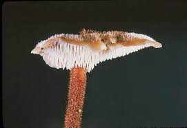 Attēlu rezultāti vaicājumam “Auriscalpium vulgare”