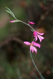 Attēlu rezultāti vaicājumam “Iridaceae”