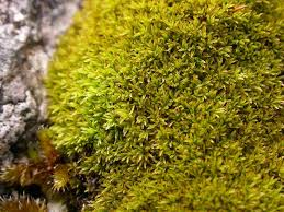 Attēlu rezultāti vaicājumam “Plagiothecium latebricola macro”