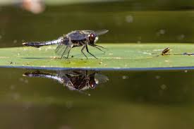 Attēlu rezultāti vaicājumam “Leucorrhinia caudalis male”