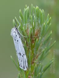 Attēlu rezultāti vaicājumam “Coscinia cribraria”