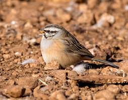 Image result for Emberiza cia