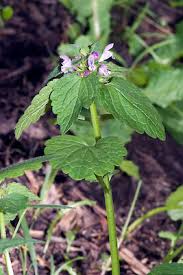 Attēlu rezultāti vaicājumam “Lamium purpureum flower”