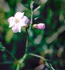Attēlu rezultāti vaicājumam “Cardamine pratensis”
