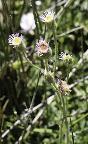 Attēlu rezultāti vaicājumam “Erigeron acris flower”
