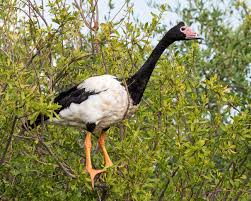Attēlu rezultāti vaicājumam “Anseriformes”