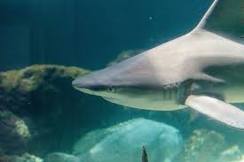 Image result for Carcharhinus acronotus