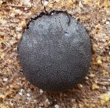 Attēlu rezultāti vaicājumam “Amaurochaete atra macro”