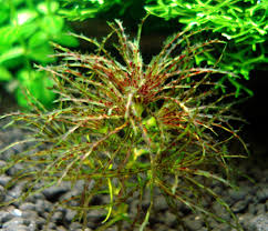 Attēlu rezultāti vaicājumam “Najas tenuissima”