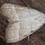 Attēlu rezultāti vaicājumam “Nola aerugula”