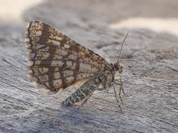 Attēlu rezultāti vaicājumam “Chiasmia clathrata”