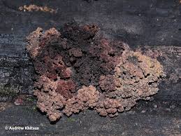 Attēlu rezultāti vaicājumam “Ionomidotis irregularis”