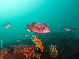 Image result for Chrysoblephus laticeps