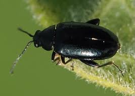 Attēlu rezultāti vaicājumam “Phyllotreta sp.”