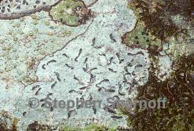 Attēlu rezultāti vaicājumam “Thelotrema lepadinum”