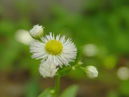 Attēlu rezultāti vaicājumam “Erigeron annuus flower”