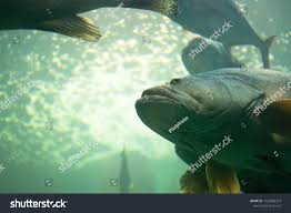 Image result for Polyprion americanus