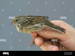 Image result for Emberiza spodocephala
