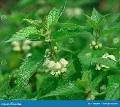 Attēlu rezultāti vaicājumam “Lamium album leaf”